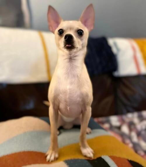 YOUR PET STOP Updated September 2024 92 Photos 501 E 41st St