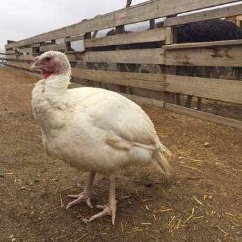 Ostrichland USA - Attraction Farms Near Me - Solvang, California