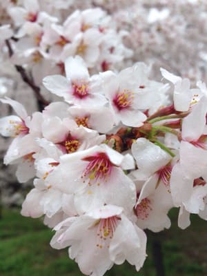 Kyoto Botanical Gardens by null