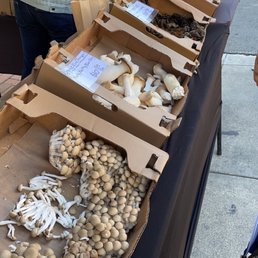 Mushrooms Mushrooms