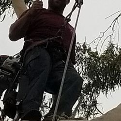 Boller Tree Services