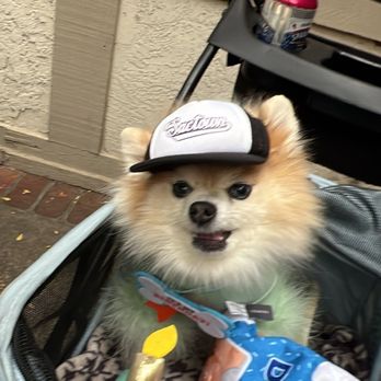 Leash and Collar - New Sactown hat and toys from Leash & Collar - Pet Stores Near Me - Sacramento, California Leash and Collar - New Sactown hat and toys from Leash & Collar - Pet Stores Near Me - Sacramento, California