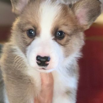 Capri S Corgis Pet Breeders Boerne Tx Phone Number