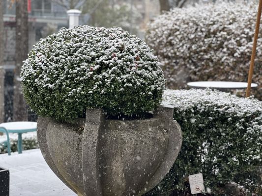 C & P Coffee Company by null