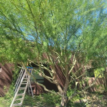 Landeros Landscaping - Trimming this tree to botanical garden recommendations. - Tree Services Near Me