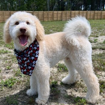 Wagsville Doggie Spa - After his appointment look how handsome my baby is ! - Pet Groomers Near Me - Raeford, North Carolina Wagsville Doggie Spa - After his appointment look how handsome my baby is ! - Pet Groomers Near Me - Raeford, North Carolina