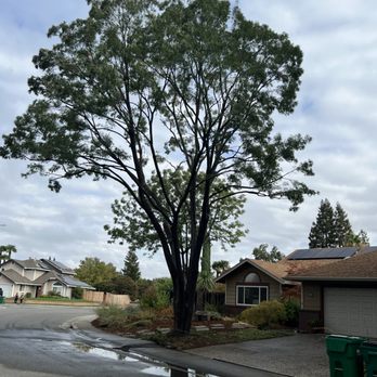 North Roots Tree Care - Tree Services Near Me - Olivehurst, California North Roots Tree Care - Tree Services Near Me - Olivehurst, California