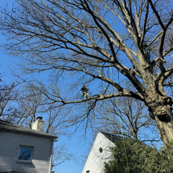 Climbing-Spur Tree Service - Tree Services Near Me Climbing-Spur Tree Service - Tree Services Near Me