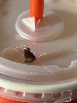 Dave's Hot Chicken by null