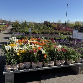The Home Depot - More plants - Hardware Stores Near Me - Shirley, New York The Home Depot - More plants - Hardware Stores Near Me - Shirley, New York