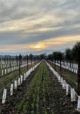 Hagafen Cellars by null