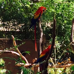African Safari