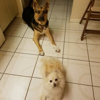 Bevin's Dog Training - Pet Training Near Me - Ocala, Florida Bevin's Dog Training - Pet Training Near Me - Ocala, Florida
