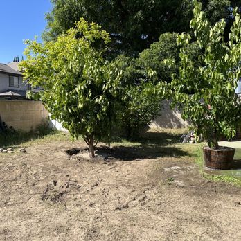 tree service - Tree Services Near Me tree service - Tree Services Near Me