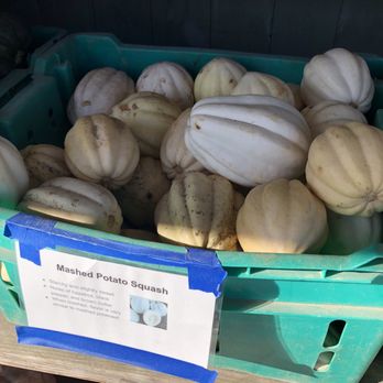 Gresczyk Farms - Mashed potato squash - Nurseries & Gardening Near Me - New Hartford, Connecticut