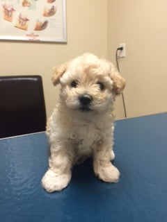 Carroll Gardens Veterinary Group by null