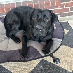 Carrollton West Pet Hospital - Leo