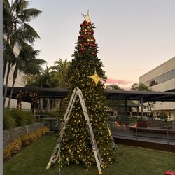 Stress Free Christmas Lights - Santa Monica City Christmas tree install