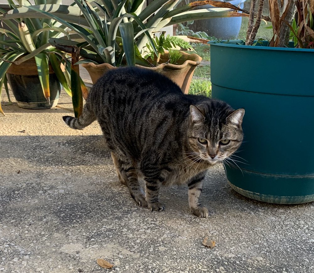 HOMECARE HOUSE & PET SITTERS Pet Sitting 55 Plain View Dr, Palm