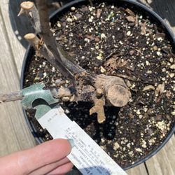 Bare root roses that never broke dormancy in perfect growing conditions.