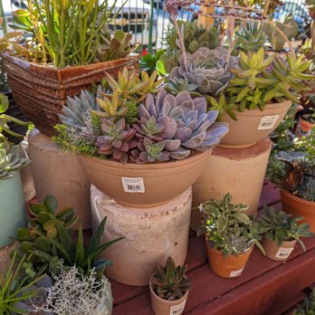 Armstrong Garden Centers - Nurseries & Gardening Near Me - La Habra, California Armstrong Garden Centers - Nurseries & Gardening Near Me - La Habra, California