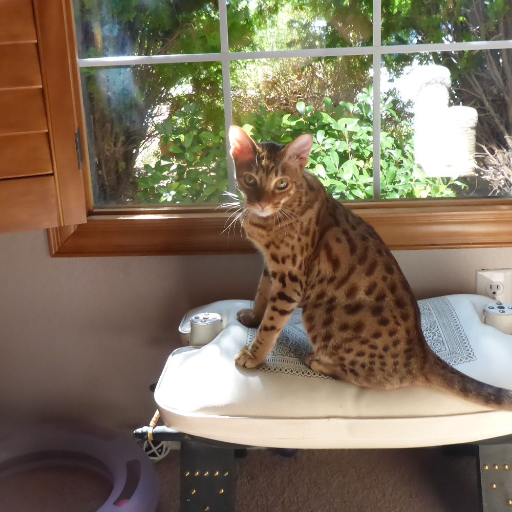 A Cat Hospital - Ocicat Cruiser - Veterinarians Near Me - Henderson, Nevada A Cat Hospital - Ocicat Cruiser - Veterinarians Near Me - Henderson, Nevada