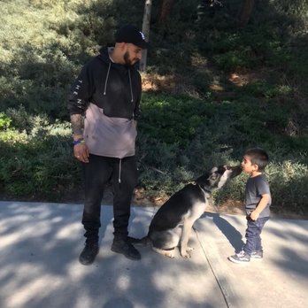 Critical Thinking Dog Services - Pet Training Near Me Critical Thinking Dog Services - Pet Training Near Me