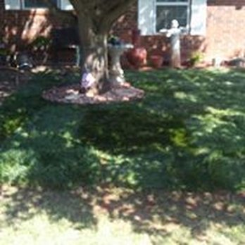 Moore Than Trees - Tree Services Near Me Moore Than Trees - Tree Services Near Me