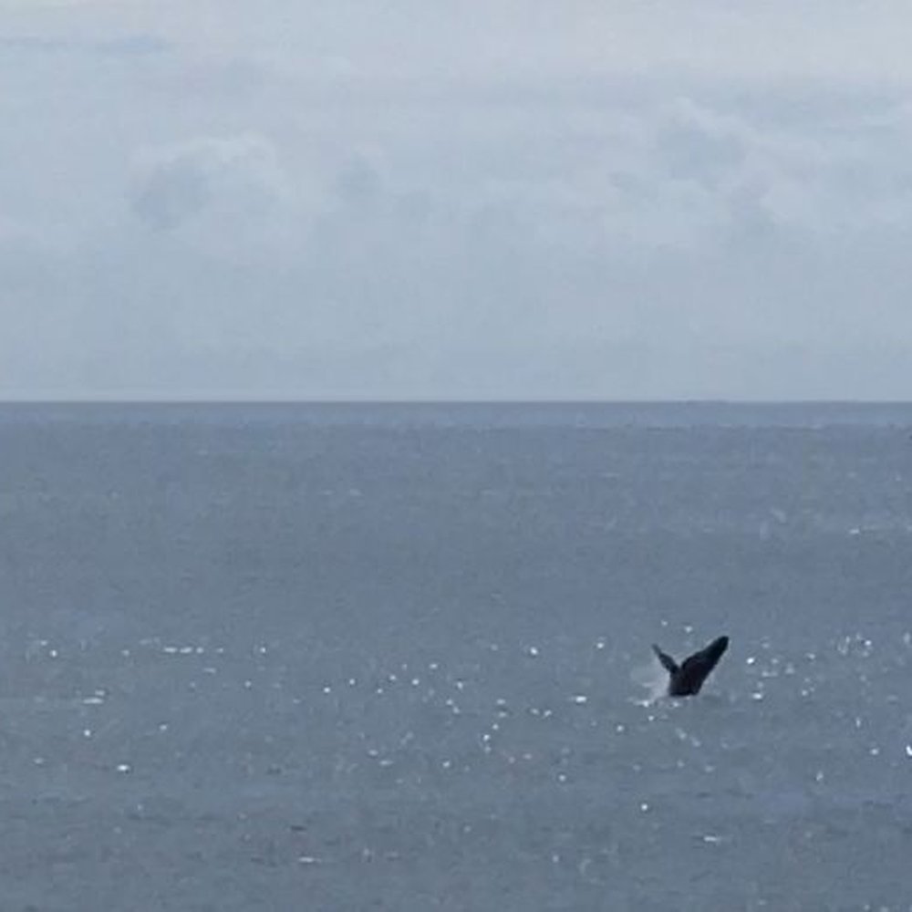 Carnival Splendor - 6/2022-Whale breaching - Boat Tours Near Me - Seattle, Washington
