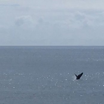 Carnival Splendor - 6/2022-Whale breaching - Boat Tours Near Me - Seattle, Washington