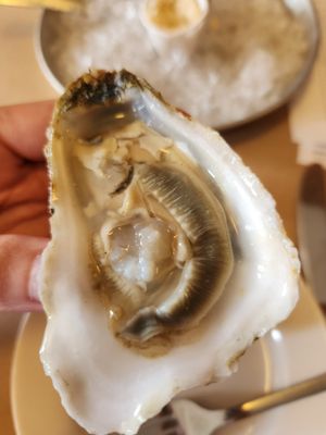 Thames Street Oyster House by null