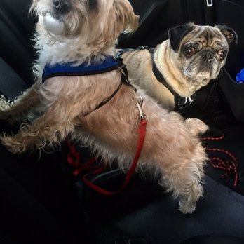 Penny Pampers Pets - Pet Sitting Near Me - Mission Viejo, California Penny Pampers Pets - Pet Sitting Near Me - Mission Viejo, California