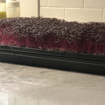 Doro - Micro greens cut to order. - New American Near Me - Neptune Beach, Florida