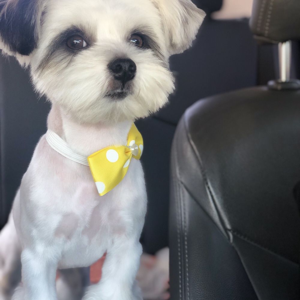 Olympic Pet Shop - Ramen with a new fresh cut and uggs. - Pet Stores Near Me - Los Angeles, California