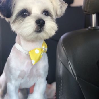 Olympic Pet Shop - Ramen with a new fresh cut and uggs. - Pet Stores Near Me - Los Angeles, California Olympic Pet Shop - Ramen with a new fresh cut and uggs. - Pet Stores Near Me - Los Angeles, California