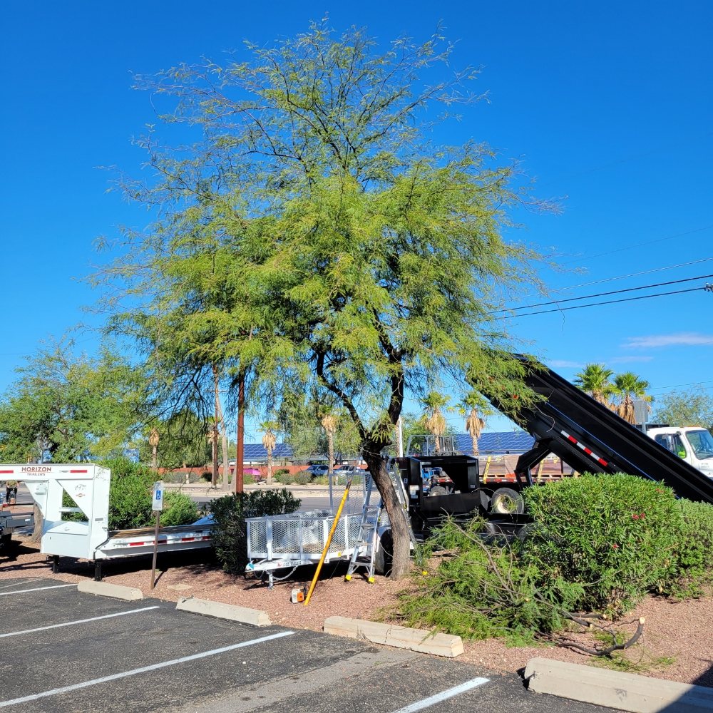 Tucson Arborists Professional Services - tree service in Tucson, AZ