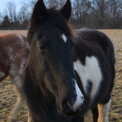 Capital City Foot & Ankle - My horse Lilly-Bell also recommends Dr.s Baynham & Baynham. She's right about everything.