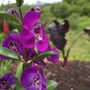 Photo of Grass Root Garden