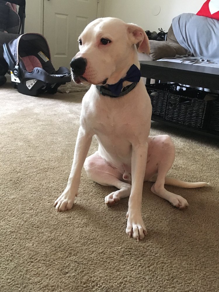 DOG GONE CUTE GROOMING &amp; BOWTIQUE - 14 Reviews - 446 Racetrack Rd NW, Fort Walton Beach, FL - Yelp