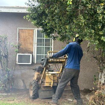 Affordable Tree Care - The stump grinder !!! - Tree Services Near Me Affordable Tree Care - The stump grinder !!! - Tree Services Near Me