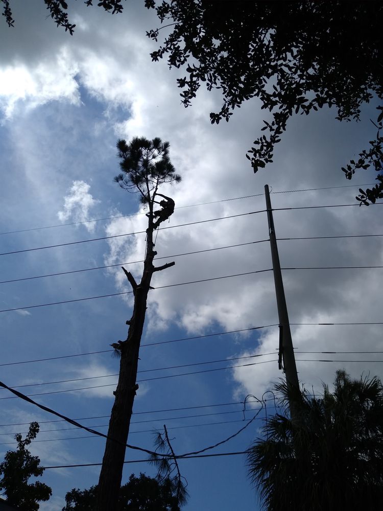 Ambush Tree Service - tree service in Tampa, FL