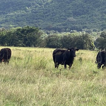 Kipu Ranch Adventures - Cattle - Tours Near Me - Lihue, Hawaii Kipu Ranch Adventures - Cattle - Tours Near Me - Lihue, Hawaii