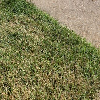 Virginia Green - Burnt grass from Virginia Green's chemical - Tree Services Near Me - Richmond, Virginia Virginia Green - Burnt grass from Virginia Green's chemical - Tree Services Near Me - Richmond, Virginia