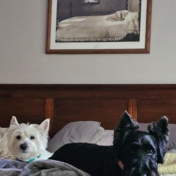 Animal Castle - Our West Highland White Terrier & Scottish Terrier - Pet Groomers Near Me - Dayton, Ohio Animal Castle - Our West Highland White Terrier & Scottish Terrier - Pet Groomers Near Me - Dayton, Ohio
