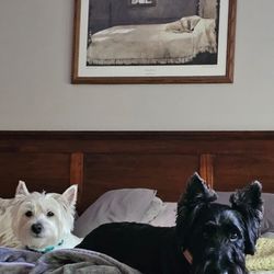 Animal Castle