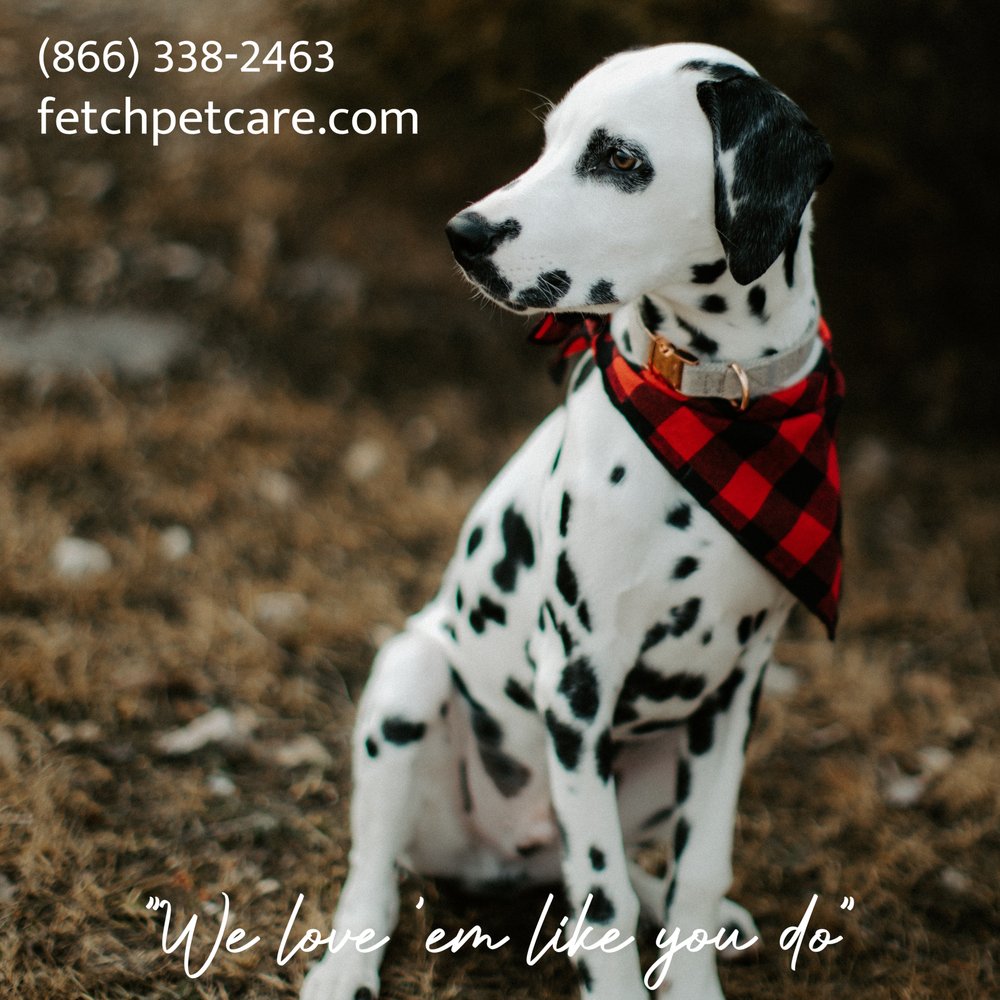 FETCH! PET CARE KATY Katy, Texas Pet Sitting Phone Number Yelp