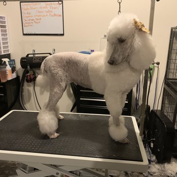 Fluff and Buzz Pet Grooming - Pet Groomers Near Me - Shelbyville, Tennessee Fluff and Buzz Pet Grooming - Pet Groomers Near Me - Shelbyville, Tennessee