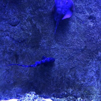 SeaQuest - Utah - Sting Ray and shark. - Aquariums Near Me - Layton, Utah SeaQuest - Utah - Sting Ray and shark. - Aquariums Near Me - Layton, Utah