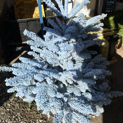 MC Eddies Christmas Trees - Noble fir
Blue flock