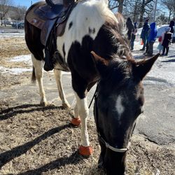 Freedom Reins Therapeutic Riding Center - Justa